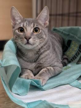 Domestic Short Hair and Tabby Cats Available for Adoption - Anastasia | PetCurious