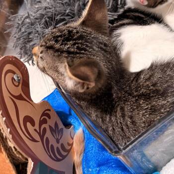 Astro -  Domestic Short Hair Cat for Adoption in Huntsville, Alabama - Astro | PetCurious