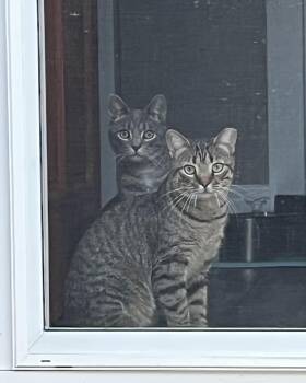 Rescue Domestic Short Hair Cats for Adoption in Lemoyne, Pennsylvania - Benny & Tootsie (best Friends And Playmates) | PetCurious