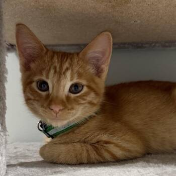 Zeus -  Domestic Short Hair Cat for Adoption in Grantsville, Utah - Zeus | PetCurious