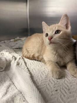 Domestic Short Hair Cats Available for Adoption in North Miami Beach, Florida - Don Pan | PetCurious