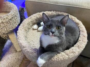 Rescue Domestic Short Hair Cats for Adoption in Carrollton, Virginia - Bitsy | PetCurious