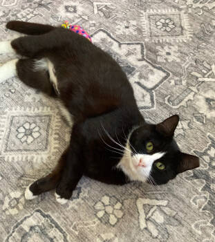 Rescue Domestic Short Hair Cats for Adoption in Seven Valleys, Pennsylvania - Frannie | PetCurious