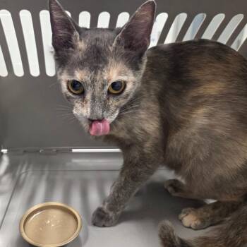 Yvraine -  Domestic Short Hair Cat Available for Adoption in Chattanooga, Tennessee - Yvraine | PetCurious