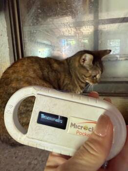 Cleo -  Domestic Short Hair Cat for Adoption in New Braunfels, Texas - Cleo | PetCurious