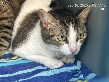 STORMI -  Domestic Short Hair Cat for Adoption in Ocala, Florida - STORMI | PetCurious