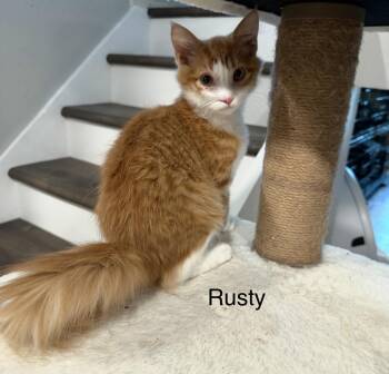 Rusty -  Tabby Cat for Adoption in Oakley, California - Rusty | PetCurious