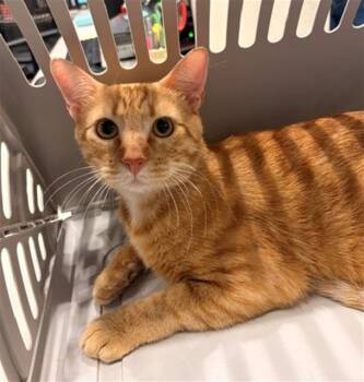 DEZI -  Domestic Short Hair Cat for Adoption in Baytown, Texas - DEZI | PetCurious