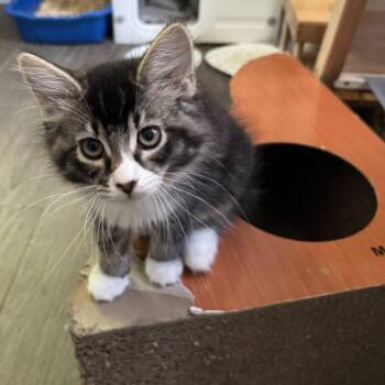 Fonzie -  Domestic Long Hair Cat for Adoption in Richland, Michigan - Fonzie | PetCurious
