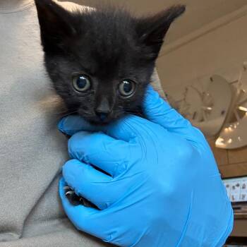 Rizzoli -  Domestic Short Hair Cat for Adoption in Eureka Springs, Arkansas - Rizzoli | PetCurious