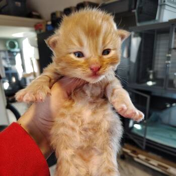 Domestic Medium Hair Cats Available for Adoption - Comet | PetCurious