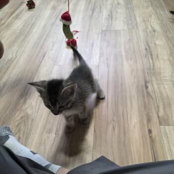 Fluffy Baby 2 -  Domestic Short Hair Cat for Adoption in Maple Falls, Washington - Fluffy Baby 2 | PetCurious