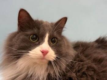 Ally -  Domestic Long Hair and Domestic Short Hair Cat for Adoption in Woodbury, Minnesota - Ally | PetCurious