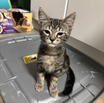 Bear Wiggles -  Domestic Short Hair and Tabby Cat for Adoption in Chandler, Arizona - Bear Wiggles | PetCurious