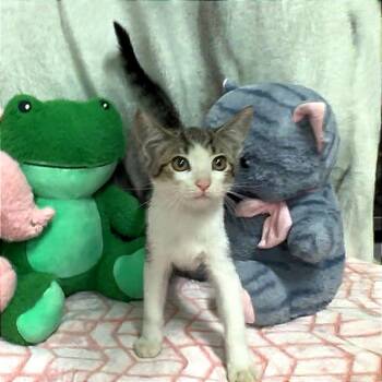 LadyBug -  Domestic Short Hair Cat for Adoption in Riverwoods, Illinois - LadyBug | PetCurious