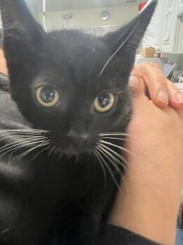 Rescue Domestic Short Hair Cats for Adoption in Sultan, Washington - Orwell | PetCurious