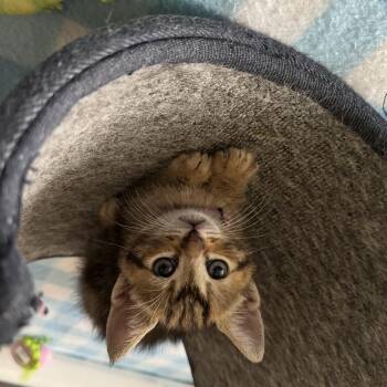 Domestic Short Hair Cats Available for Adoption in Helendale, California - Roxy | PetCurious