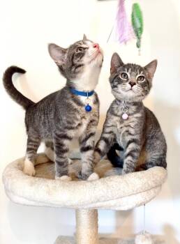 Diego & Pebbles -  Domestic Short Hair Cat for Adoption in Moorestown, New Jersey - Diego & Pebbles | PetCurious