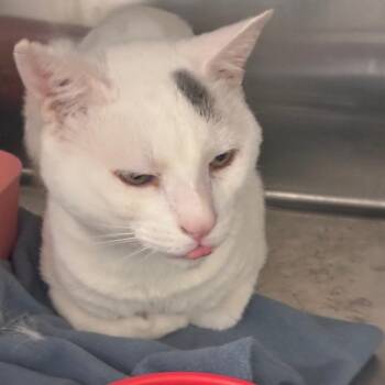 Casper -  Domestic Short Hair Cat for Adoption in Horn Lake, Mississippi - Casper | PetCurious