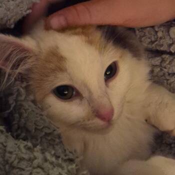 Domestic Long Hair Cats Available for Adoption in Santa Ana, California - Dj | PetCurious