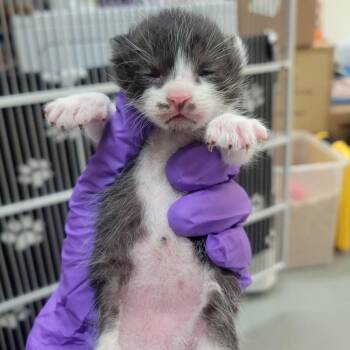 Fonda -  Domestic Short Hair Cat for Adoption in Westminster, California - Fonda | PetCurious