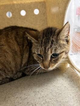 Domestic Short Hair Cats Available for Adoption - TORTILLA | PetCurious