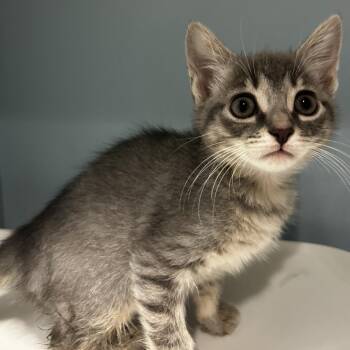 Stromboli -  Domestic Short Hair Cat for Adoption in Chattanooga, Tennessee - Stromboli | PetCurious