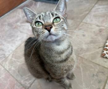 Rose -  Domestic Short Hair Cat for Adoption in Manchester, Maryland - Rose | PetCurious