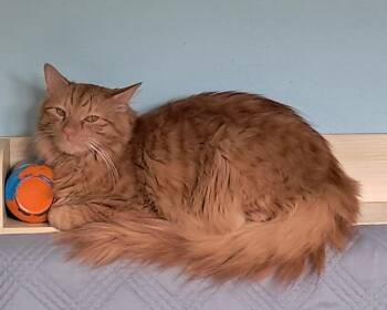 Sunny -  Domestic Long Hair Cat for Adoption in St. Augustine, Florida - Sunny | PetCurious