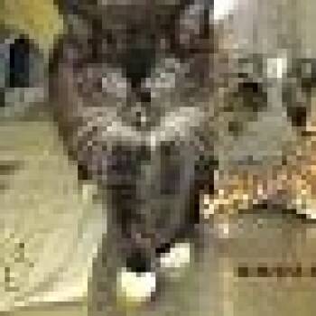 James -  Domestic Medium Hair Cat for Adoption in East Providence, Rhode Island - James | PetCurious