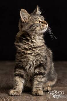 Rescue Domestic Short Hair Cats for Adoption in Valley Park, Oklahoma - Mesa | PetCurious