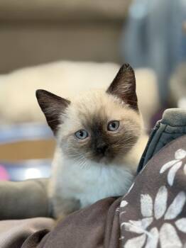 Domestic Short Hair and Siamese Cats Available for Adoption in Fremont, California - FALCON - Bonded With Odin | PetCurious