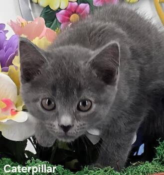 Domestic Medium Hair Cats Available for Adoption in Knoxville, Tennessee - Caterpillar  | PetCurious