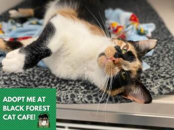 GUINEVERE -  Domestic Short Hair Cat for Adoption in Fort Wayne, Indiana - GUINEVERE | PetCurious
