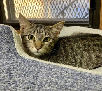 Cara Maria -  Domestic Short Hair and Tabby Cat for Adoption in Fargo, North Dakota - Cara Maria | PetCurious