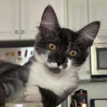 Domestic Long Hair Cats Available for Adoption in Santa Ana, California - Gwendolyn  | PetCurious