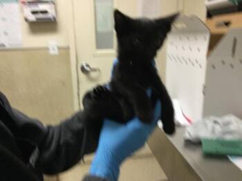 Domestic Short Hair Cats Available for Adoption in Riverside, California - BRITTANY | PetCurious