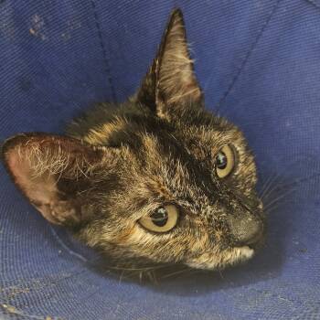 Rescue Domestic Short Hair Cats for Adoption in West Palm Beach, Florida - Tostones | PetCurious