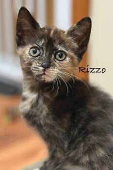 Rescue Tortoiseshell Cats for Adoption in Brighton, Michigan - Rizzo (siblings Are Danny, Sandy & Frenchie) | PetCurious