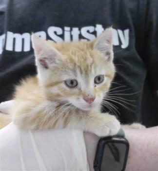 KIWI -  Domestic Short Hair Cat for Adoption in Omaha, Nebraska - KIWI | PetCurious