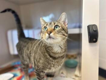 Rescue Domestic Short Hair Cats for Adoption in Fort Wayne, Indiana - FIYERO | PetCurious