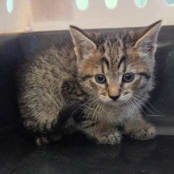 Labatt -  Domestic Short Hair Cat for Adoption in Watertown, New York - Labatt | PetCurious