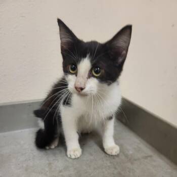 SCFL-Stray-66952 -  Domestic Short Hair Cat for Adoption in Lake Panasoffkee, Florida - SCFL-Stray-66952 | PetCurious