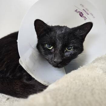 Domestic Short Hair Cats Available for Adoption - Caviar | PetCurious