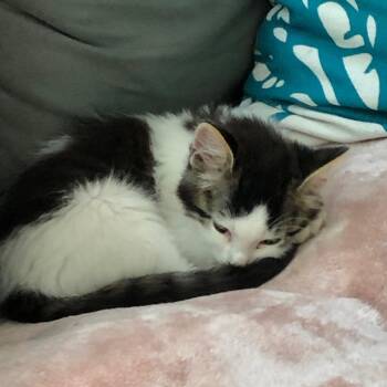 Benji -  Domestic Medium Hair Cat for Adoption in Santa Rosa, California - Benji | PetCurious