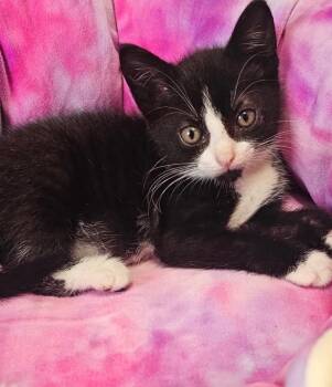 Fiona -  Domestic Short Hair Cat for Adoption in Darien, Georgia - Fiona | PetCurious
