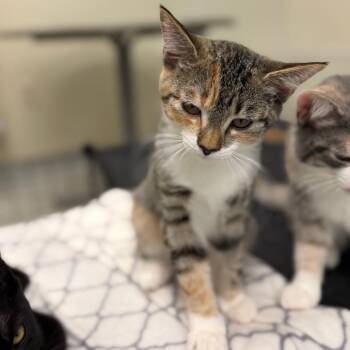 Rascal -  Domestic Short Hair Cat for Adoption in Enfield, New Hampshire - Rascal | PetCurious
