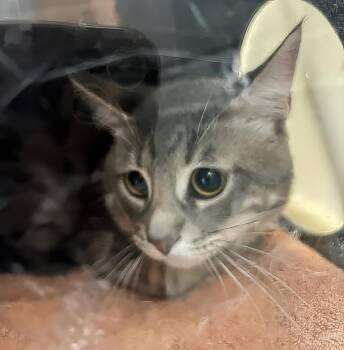 Cookie -  Domestic Short Hair Cat for Adoption in Nashville, Tennessee - Cookie | PetCurious
