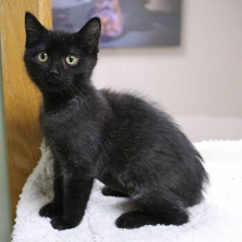 Emma -  Domestic Short Hair Cat for Adoption in Portage, Wisconsin - Emma | PetCurious