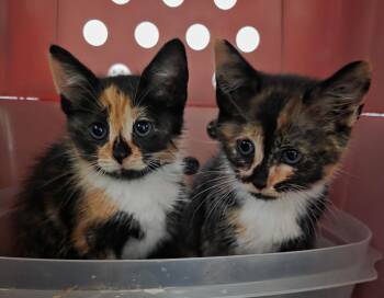 Daisy & Layla - Adorable Calico Sisters -  Domestic Short Hair Cat for Adoption in Quentin, Pennsylvania - Daisy & Layla - Adorable Calico Sisters | PetCurious